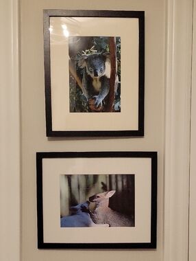 Set of 2 Black Framed 10" × 8" Wildlife Prints - Koala & Wallaby